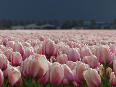 晨曦下的粉色郁金香田野远景