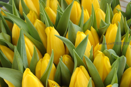 密集盛开的鲜黄色郁金香特写镜头