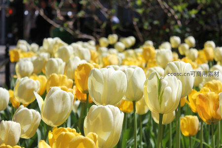公园里黄白相间的郁金香花田盛景