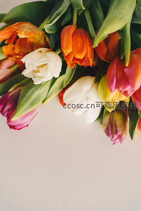 多彩郁金香花束特写，色彩斑斓生机盎然