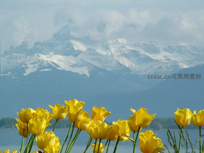 雪山湖畔黄郁金香，自然风光如画境