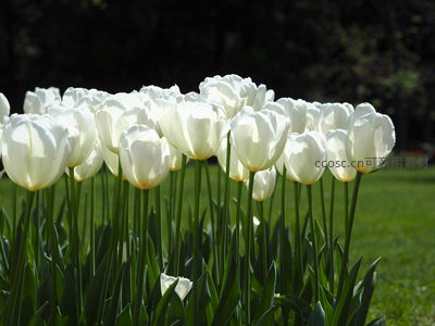 阳光下洁白郁金香花海，纯净优雅