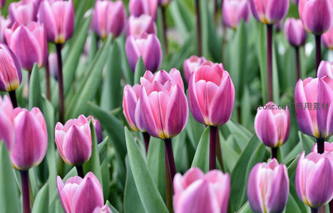 紫色郁金香花田，浪漫梦幻春日景象