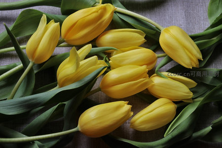 静谧桌面上的黄色郁金香