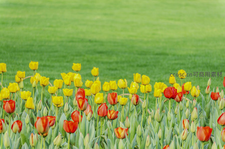 绿茵草地旁的红黄郁金香