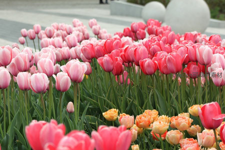 粉色郁金香花海如梦似幻