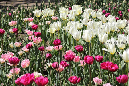 多彩郁金香花田绚丽夺目