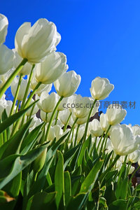 仰拍白郁金香与蓝天