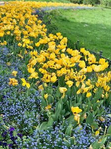 金黄郁金香与蓝花相伴