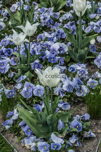 白色郁金香立于蓝紫色花海之中