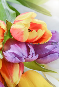 多彩郁金香特写展现绚烂色彩