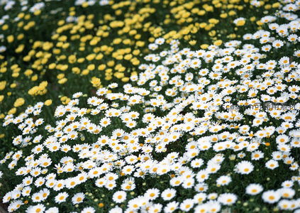 大片雏菊与小黄花铺满田野