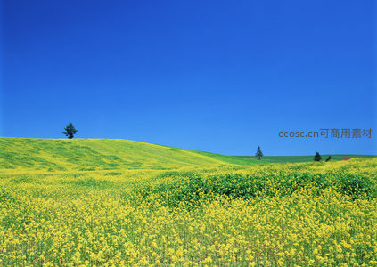 金黄花海与孤树蓝天的宁静画卷