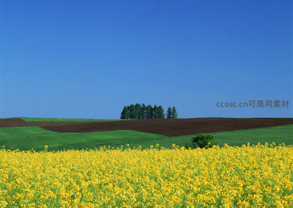 色彩斑斓的梯田式油菜花景观