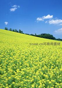 云朵飘浮下的广阔油菜花坡地