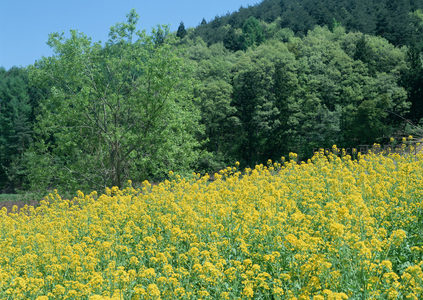 山坡油菜花田绿树环绕生机盎然