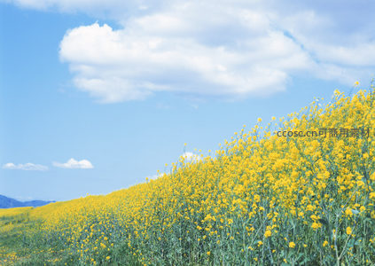 蓝天白云下油菜花坡如金色波浪
