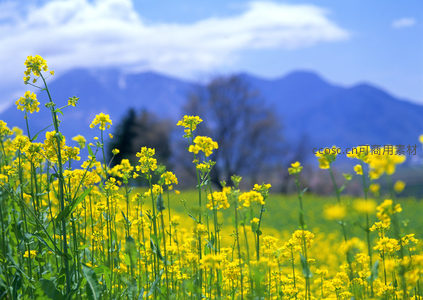 油菜花近景特写远山朦胧如画