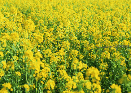 无边油菜花海随风摇曳如梦似幻