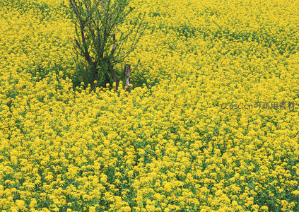 孤树伫立油菜花海中央静谧悠然