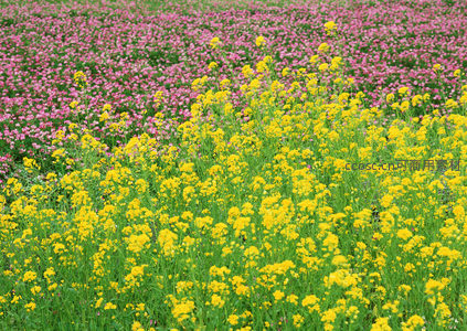 粉黄花海交织的春日田园画卷