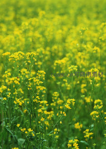 微距镜头下的油菜花田特写