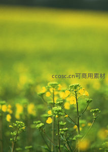 油菜花枝头绽放的春日生机