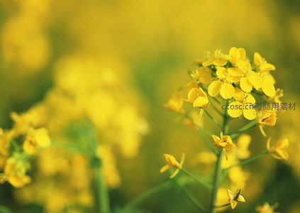 阳光下油菜花簇的灿烂瞬间