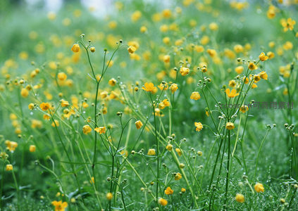 晨露点缀的野花草地清新图景