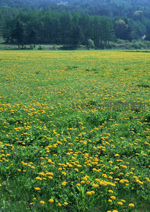 山林环抱的蒲公英花海盛景