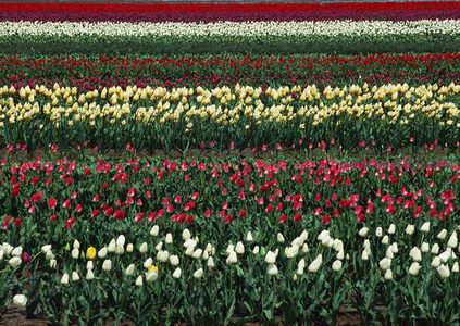 整齐排列的郁金香田，宛如大地的调色盘
