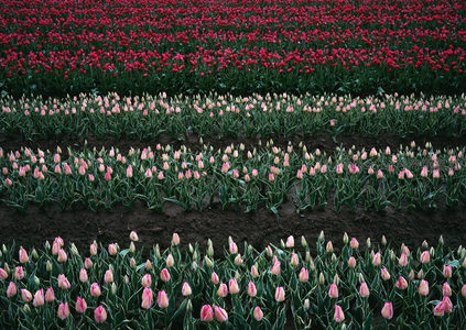 粉白相间的郁金香花带，静谧而优雅