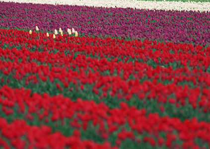 红色郁金香的海洋，热情奔放充满活力