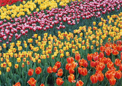 缤纷郁金香拼图，色彩交响乐奏响春天