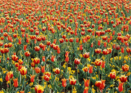 红黄郁金香花海绽放春日生机