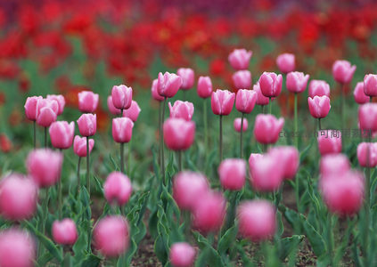 粉嫩郁金香在柔光中摇曳生姿