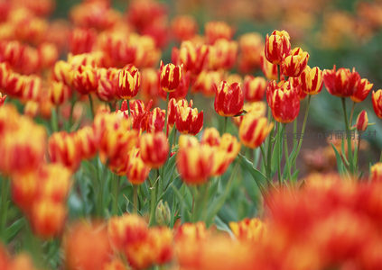 红黄条纹郁金香特写展现绚烂纹理