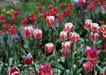 粉白渐变郁金香在绿丛中优雅绽放