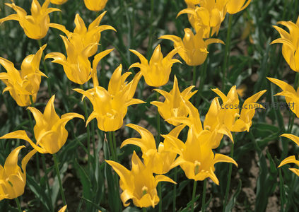 金黄郁金香花田沐浴阳光灿烂