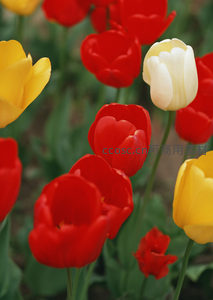 红黄白三色郁金香交织成春日调色盘