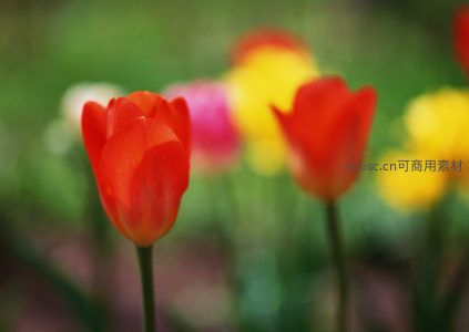 红郁金香特写，背景虚化色彩斑斓