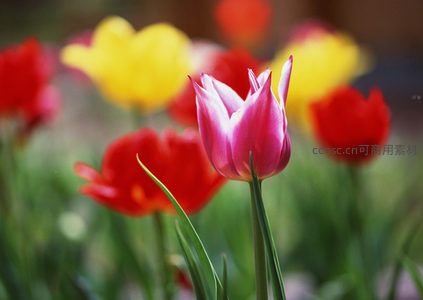 粉红郁金香在多彩花海中亭亭玉立