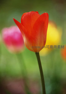 橙红郁金香优雅绽放，背景朦胧如画