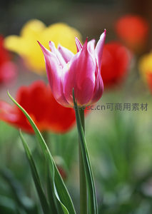 紫粉郁金香尖瓣微张，春意盎然