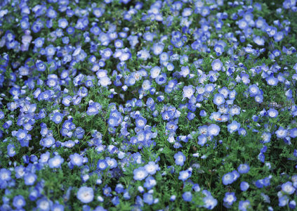 蓝紫色花海如梦似幻铺满大地