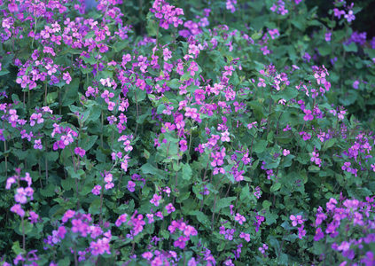 粉紫花朵在绿叶间竞相绽放