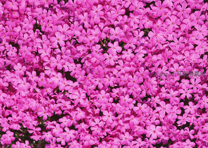 玫红色花毯铺展如云霞绚烂