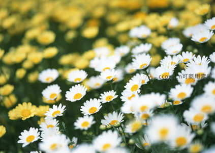 白色雏菊与黄色花朵交织的春日花海