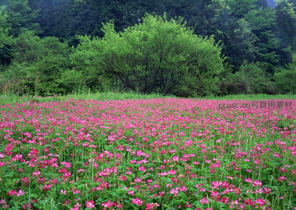 粉红花海与葱郁森林交界的自然景观