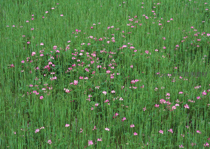 绿野中星星点点的粉色小花点缀